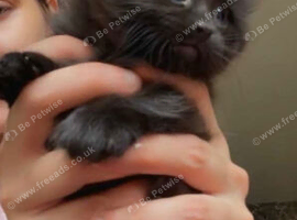 Beautiful fluffy kittens