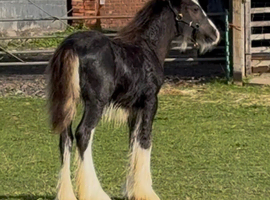 Stunning Mini cob