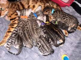 8 gorgeous bengal kittens for sale