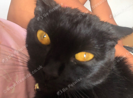 Black brit shorthair
