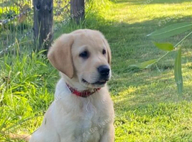 Beautiful Labrador Retriever Puppies available.
