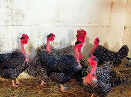Transylvanian Naked Neck hatching eggs beautiful rare chicken breed excellent egg layers and ethical meat rearing