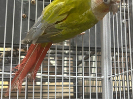 Pineapple conure