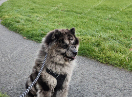 Male chow chow