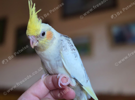Silly Hand Tame Baby Cockatiel