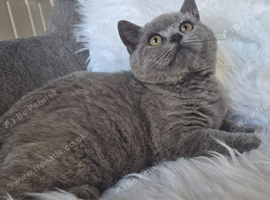 Beautiful Blue male kitten