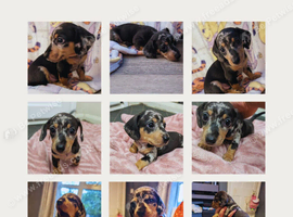 Two miniature dapple dachshunds