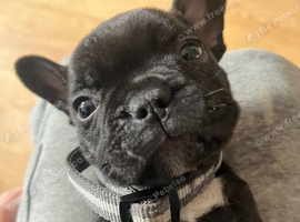 6 frenchie puppies