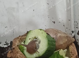 One year old fulica giant African land snail