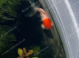 Free Goldfish.