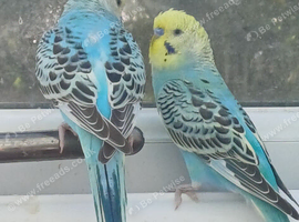Bonded pair of baby cocks