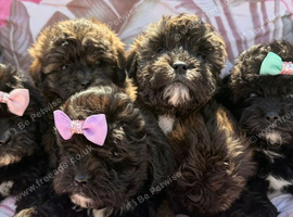 Shihpoo