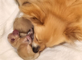 Pomeranian puppies