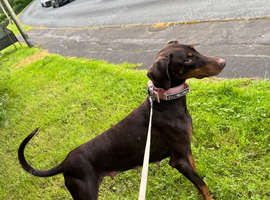 Adult Doberman