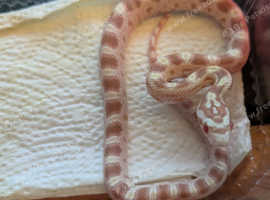 baby butter corn