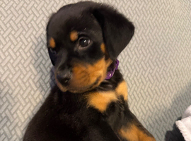 2 Rottweiler girls