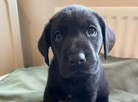 KC registered working black labrador puppies