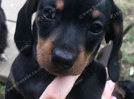 2 miniature dutch hound boy, puppies