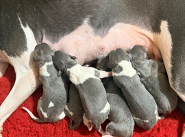 Whippet puppies
