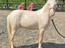 Prince - handsome pony looking for a home