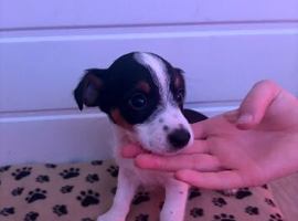 Beautiful litter of jack Russell puppies 5 boys remaining