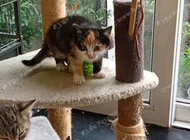 Bengal X kittens now ready?