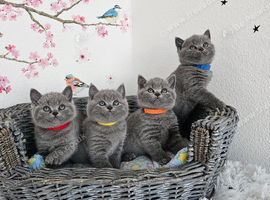 British Shorthair Kittens