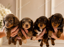 longhair miniature dashunds for sale