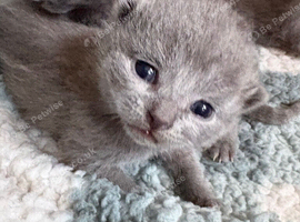 Beautiful British Shorthair Kittens