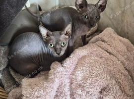 Sphynx kitten