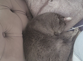 1 grey cat male