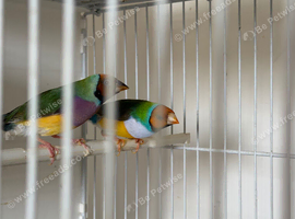 Gouldian finch