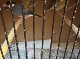 Mixed Finches