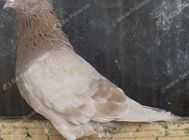 **RARE** Yellow Birmingham Roller pigeon