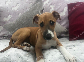 lurcher dog puppy