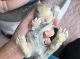 Baby Bunnies