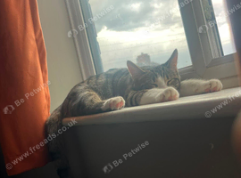 5 month old kitten