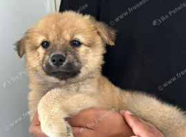 5 Papillon x Chihuahua Puppies Looking for Their Forever Homes ️