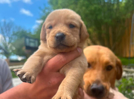 Beautiful fox red Labrador puppies. 4 weeks. Available 13th of June.