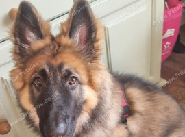 gorgeous male german shepherd