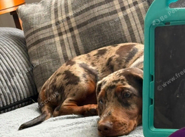 Dachshund x working cocker