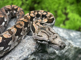 Dumeril's Boa For Sale - Female