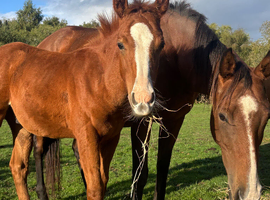 Chestnut colt QH x