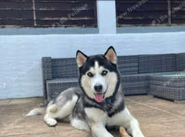 Beautiful boy for stud