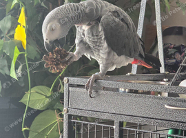 African grey boy