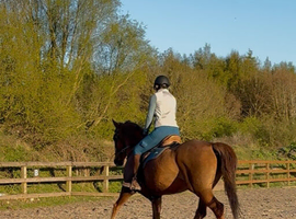 15.2 mare 7yo