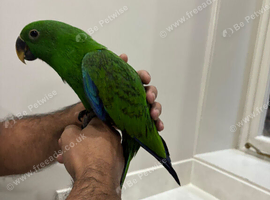 Hand reared Eclectus READY NOW!