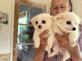 2 white pomchi for sale