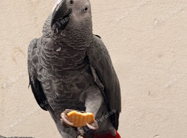 Rodney the vocal grey