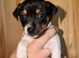 Gorgeous Litter Of Traditional Jack Russell Puppies 4 Boys 1 Girl